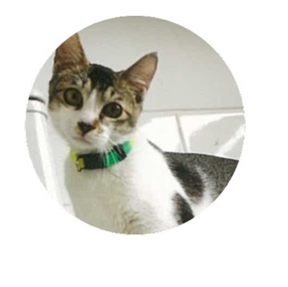 Meet your Posher, Chung - Picture 1 of 1